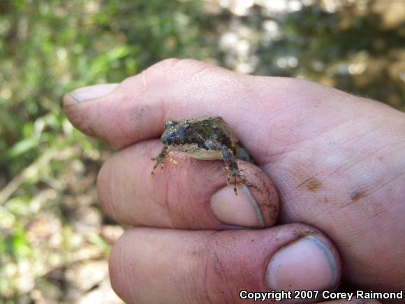 Blanchard's Cricket Frog (Acris crepitans blanchardi)