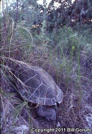 Rio Grande Cooter (Pseudemys gorzugi)