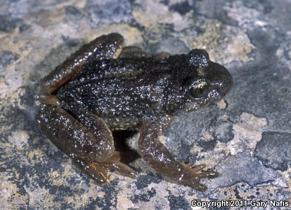 Eastern Tailed Frog (Ascaphus montanus)