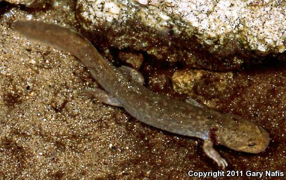 Idaho Giant Salamander (Dicamptodon aterrimus)