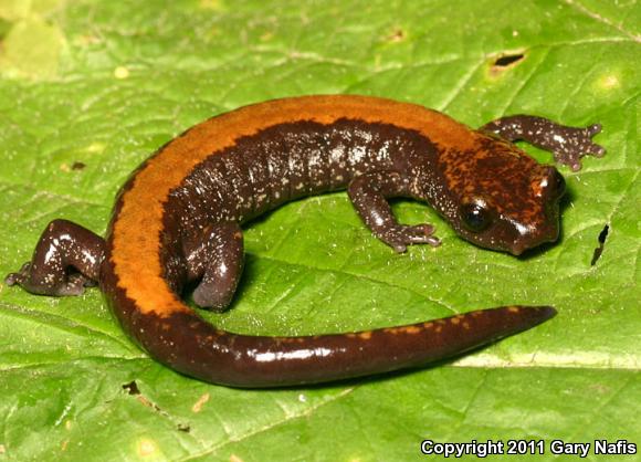 Coeur D'Alene Salamander (Plethodon idahoensis)