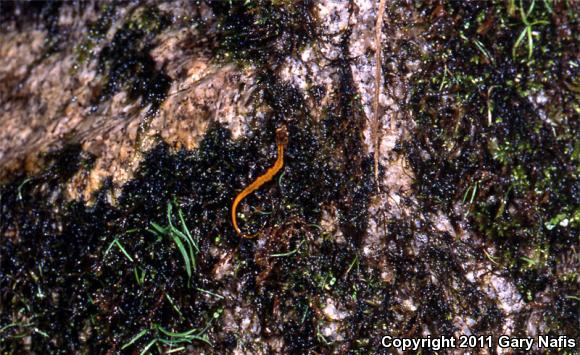 Coeur D'Alene Salamander (Plethodon idahoensis)