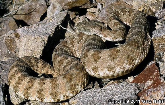 Angel Island Rattlesnake (Crotalus angelensis)