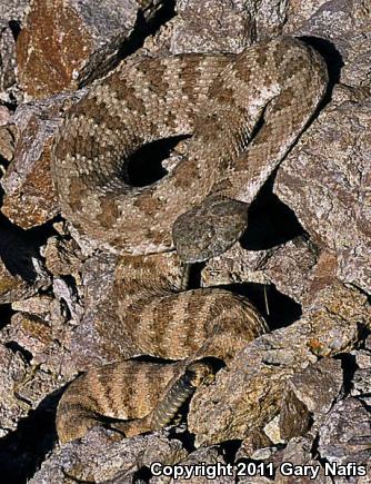 Angel Island Rattlesnake (Crotalus angelensis)