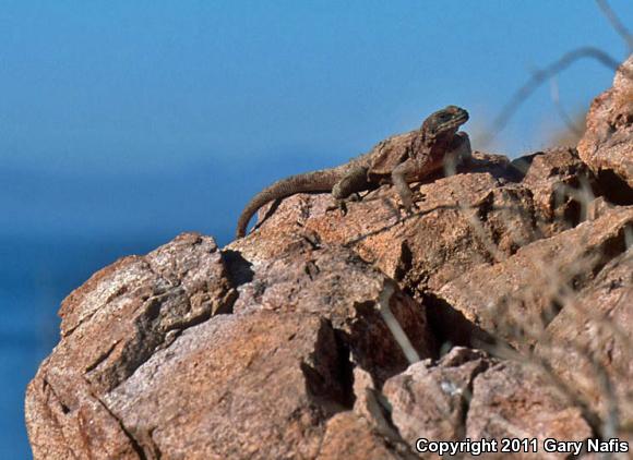 Spiny Chuckwalla (Sauromalus hispidus)