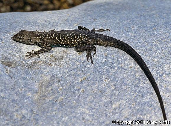 Baja California Brush Lizard (Urosaurus lahtelai)