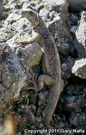 Monserrat Chuckwalla (Sauromalus slevini)