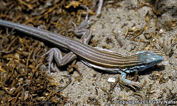 Baja California Whiptail (Aspidoscelis labialis)