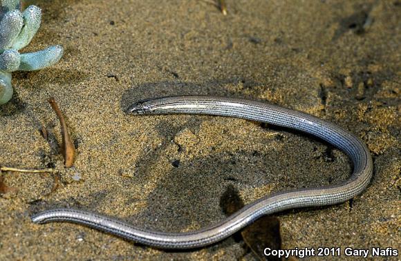 Baja California Legless Lizard (Anniella geronimensis)