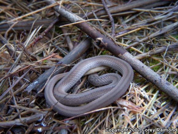 Dekay's Brownsnake (Storeria dekayi)