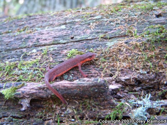 Central Newt (Notophthalmus viridescens louisianensis)