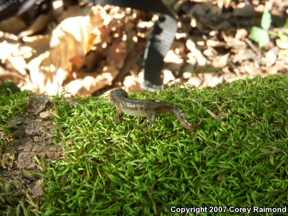 Spotted Salamander (Ambystoma maculatum)