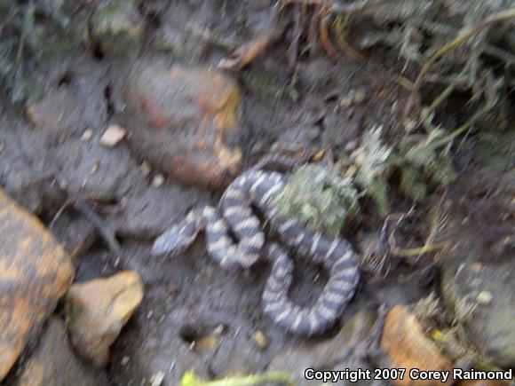 Northern Watersnake (Nerodia sipedon sipedon)