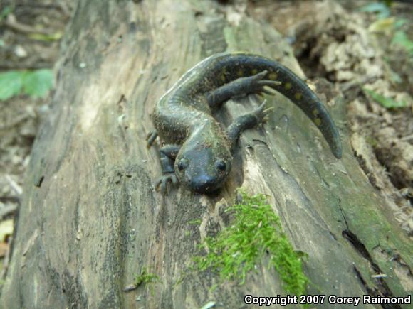 Eastern Tiger Salamander (Ambystoma tigrinum tigrinum)