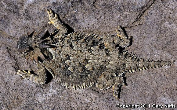 Cape Horned Lizard (Phrynosoma coronatum)