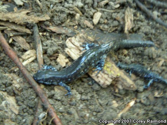 Blue-spotted Salamander (Ambystoma laterale)