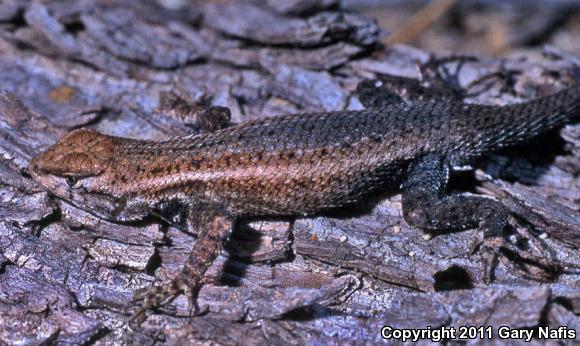 Cape Arboreal Spiny Lizard (Sceloporus licki)