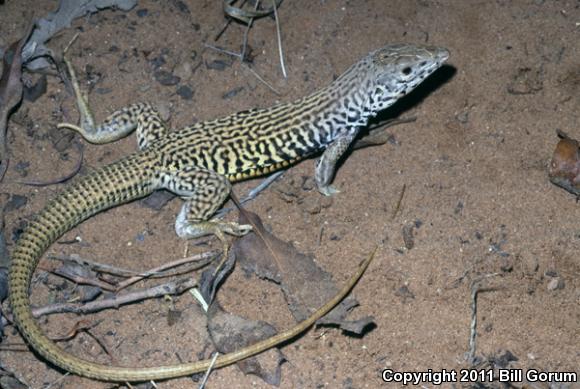 Eastern Marbled Whiptail (Aspidoscelis marmorata reticuloriens)