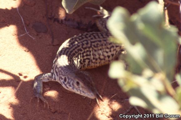 Eastern Marbled Whiptail (Aspidoscelis marmorata reticuloriens)