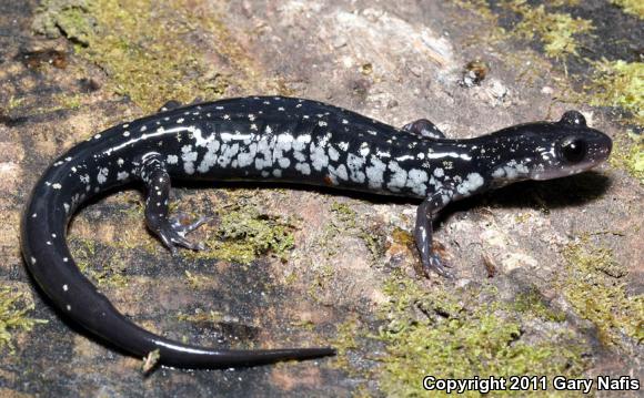Tellico Salamander (Plethodon aureolus)
