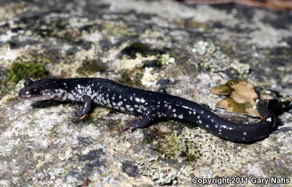 Chattahoochee Slimy Salamander (Plethodon chattahoochee)