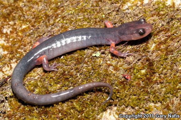 Cheoah Bald Salamander (Plethodon cheoah)
