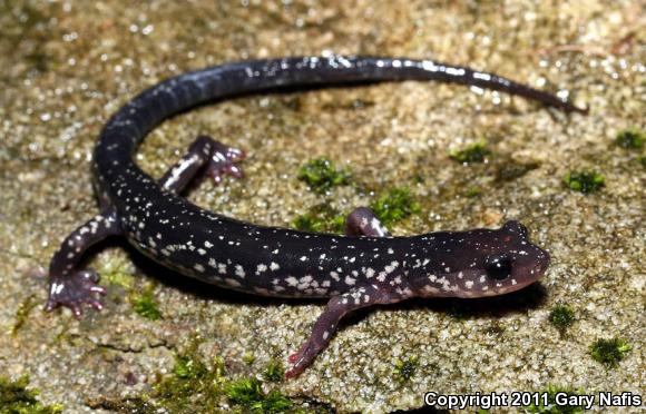 Cow Knob Salamander (Plethodon punctatus)