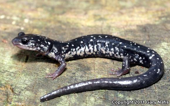 Southern Appalachian Salamander (Plethodon teyahalee)