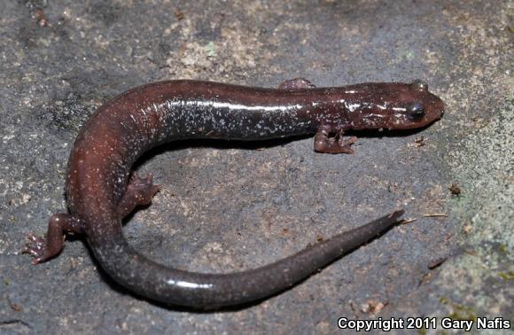 Shenandoah Mountain Salamander (Plethodon virginia)