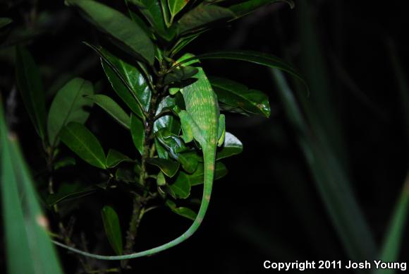 Western Knight Anole (Anolis equestris equestris)