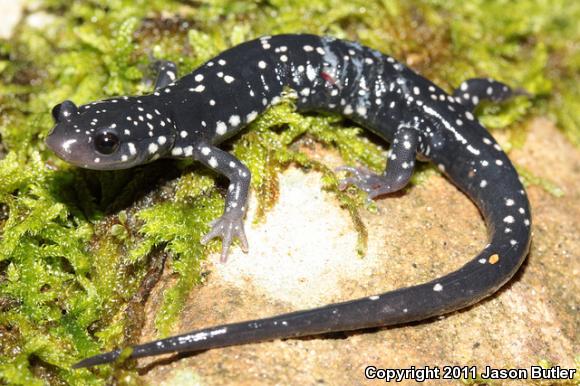 Cumberland Plateau Salamander (Plethodon kentucki)