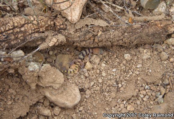 Western Banded Gecko (Coleonyx variegatus)