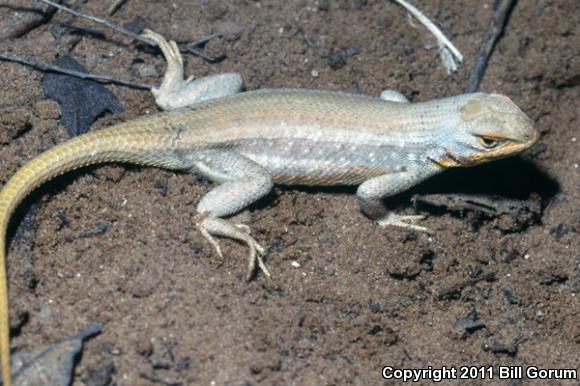 Dunes Sagebrush Lizard (Sceloporus arenicolus)