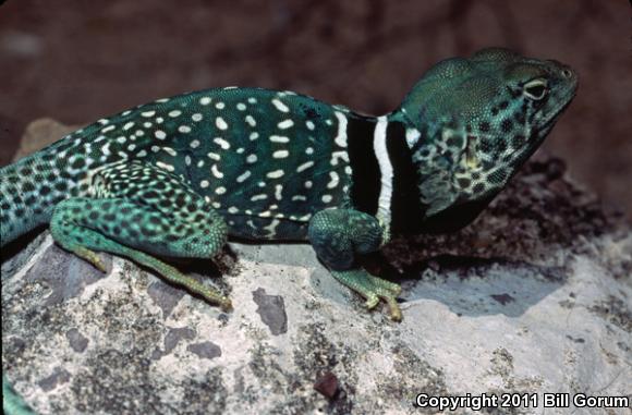 Mexican Blue-collared Lizard (Crotaphytus dickersonae)