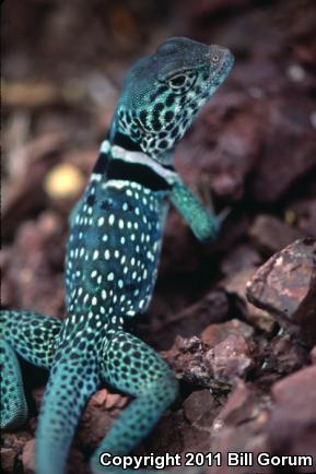 Mexican Blue-collared Lizard (Crotaphytus dickersonae)