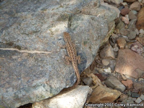 Common Side-blotched Lizard (Uta stansburiana)