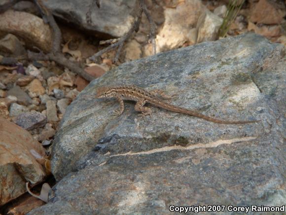 Common Side-blotched Lizard (Uta stansburiana)