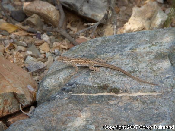 Common Side-blotched Lizard (Uta stansburiana)