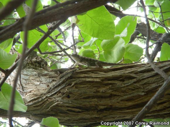 Spiny Lizards (Sceloporus)