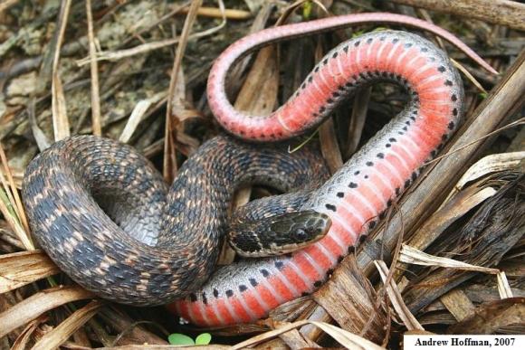 Kirtland's Snake (Clonophis kirtlandii)