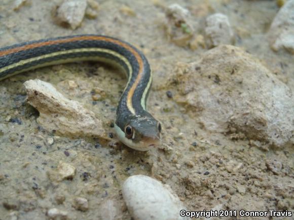 Red-striped Ribbonsnake (Thamnophis proximus rubrilineatus)