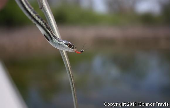 Red-striped Ribbonsnake (Thamnophis proximus rubrilineatus)