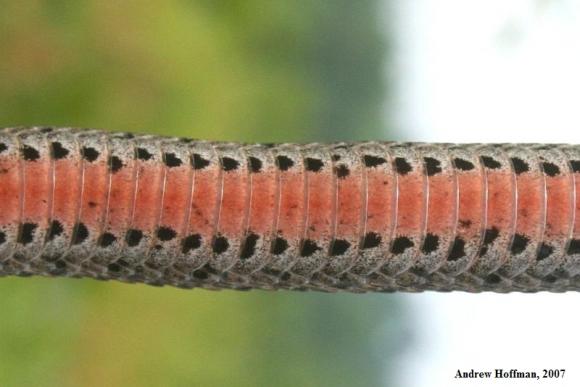 Kirtland's Snake (Clonophis kirtlandii)