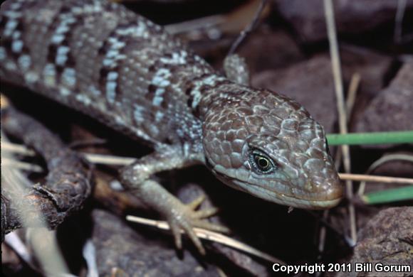 Texas Alligator Lizard (Gerrhonotus infernalis)