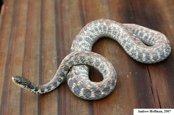 Kirtland's Snake (Clonophis kirtlandii)