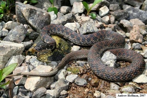 Kirtland's Snake (Clonophis kirtlandii)