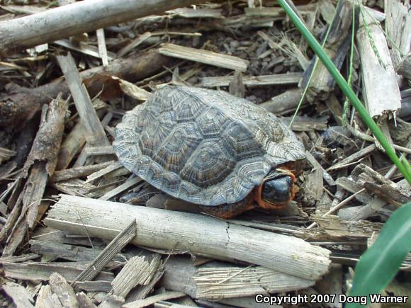 Wood Turtle (Glyptemys insculpta)