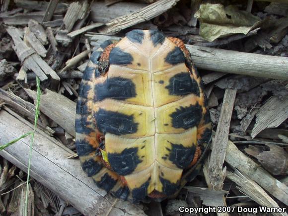 Wood Turtle (Glyptemys insculpta)