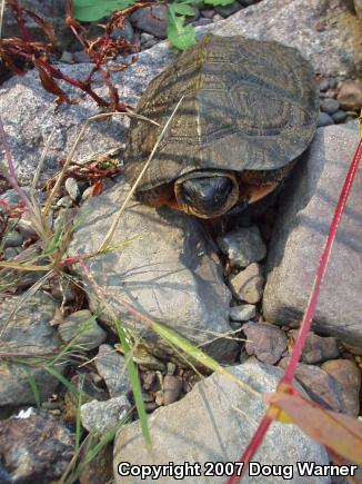 Wood Turtle (Glyptemys insculpta)
