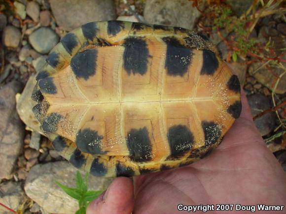 Wood Turtle (Glyptemys insculpta)